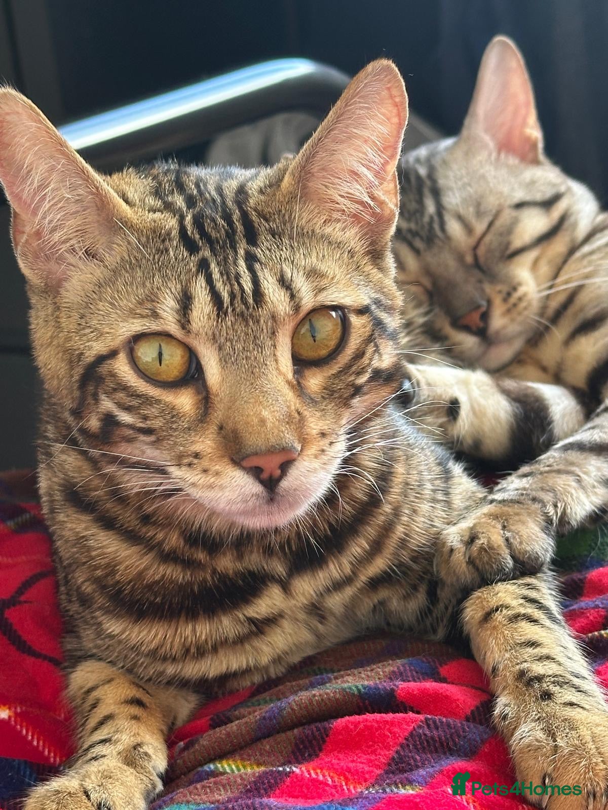 Bengal cats Silver bengal kittens - Advert 1