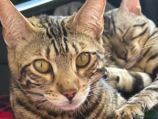 Bengal cats Silver bengal kittens - Advert 1