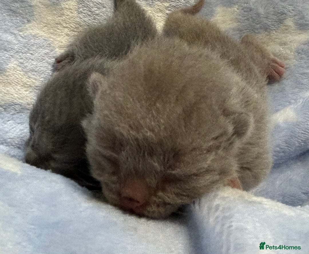 British Shorthair cats for sale: Pedigree kittens lilac boy blue girl  - Image 9