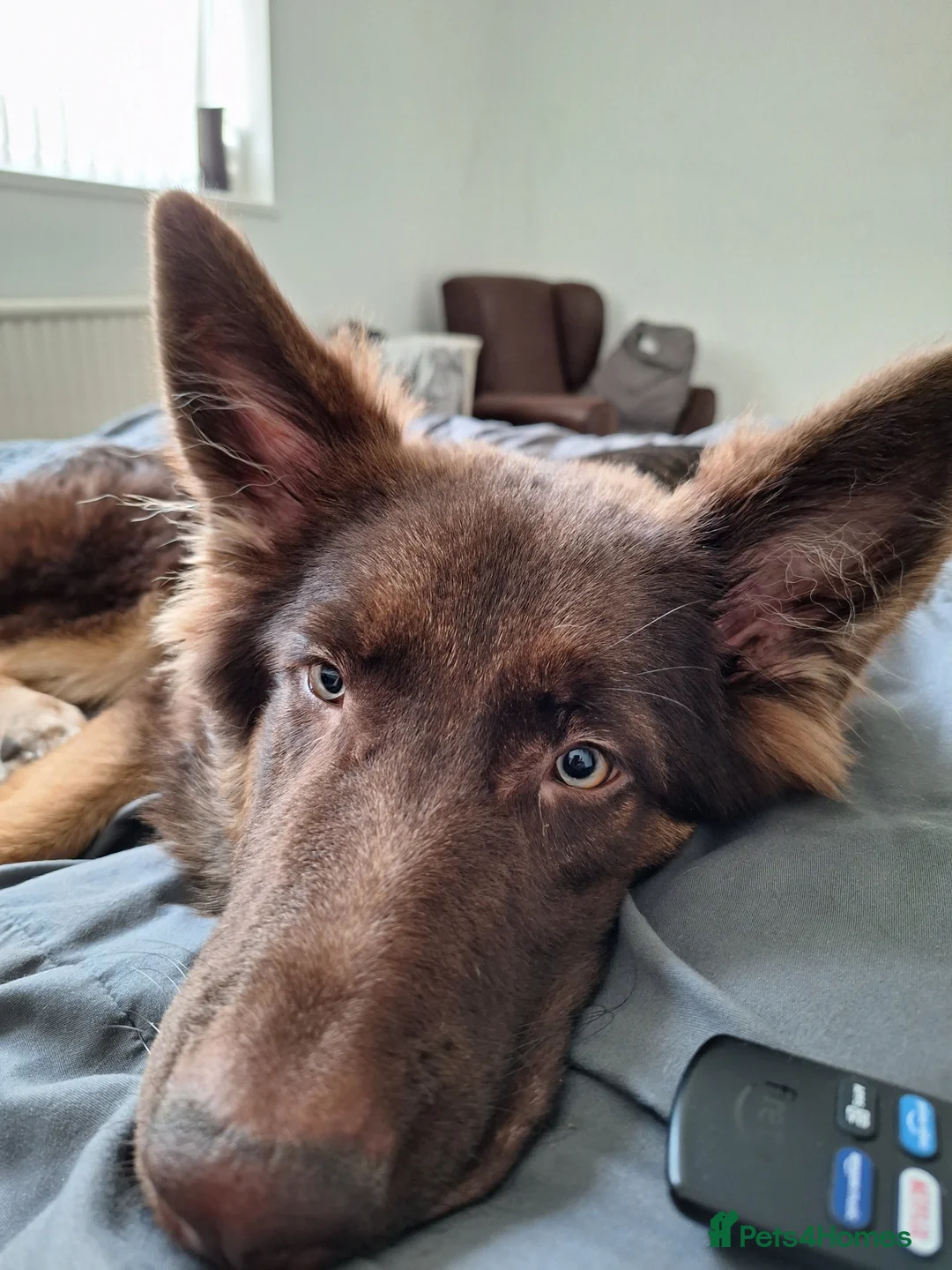 German Shepherd dogs for sale: Bear. - Advert 1