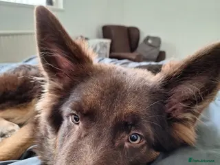 German Shepherd dogs Bear. - Advert 1