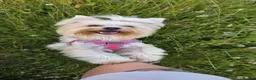 Yorkshire Terrier dogs for sale: 🐾 Golddust Yorkshire Terrier Puppies Available 🐾 - Advert 18