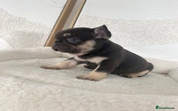 French Bulldog dogs for sale: Beautiful litter off French bulldog puppies  - Image 8