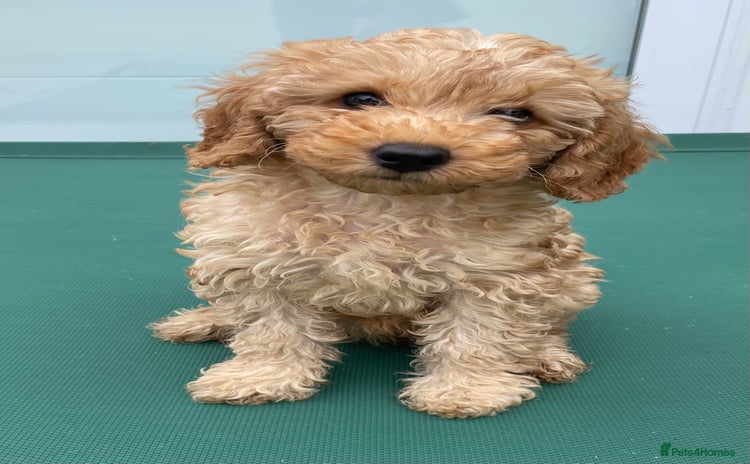 Cavapoo dogs - Advert 3