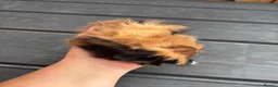Guinea Pig rodents for sale: Two boy baby guinea pigs - Advert 6
