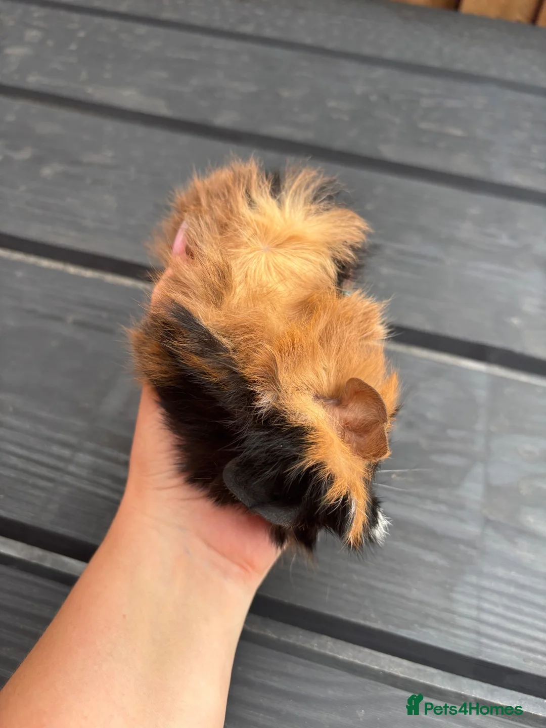 Guinea Pig rodents for sale: Two boy baby guinea pigs - Advert 6