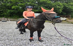 Dales horses for sale: Sweep - Image 1