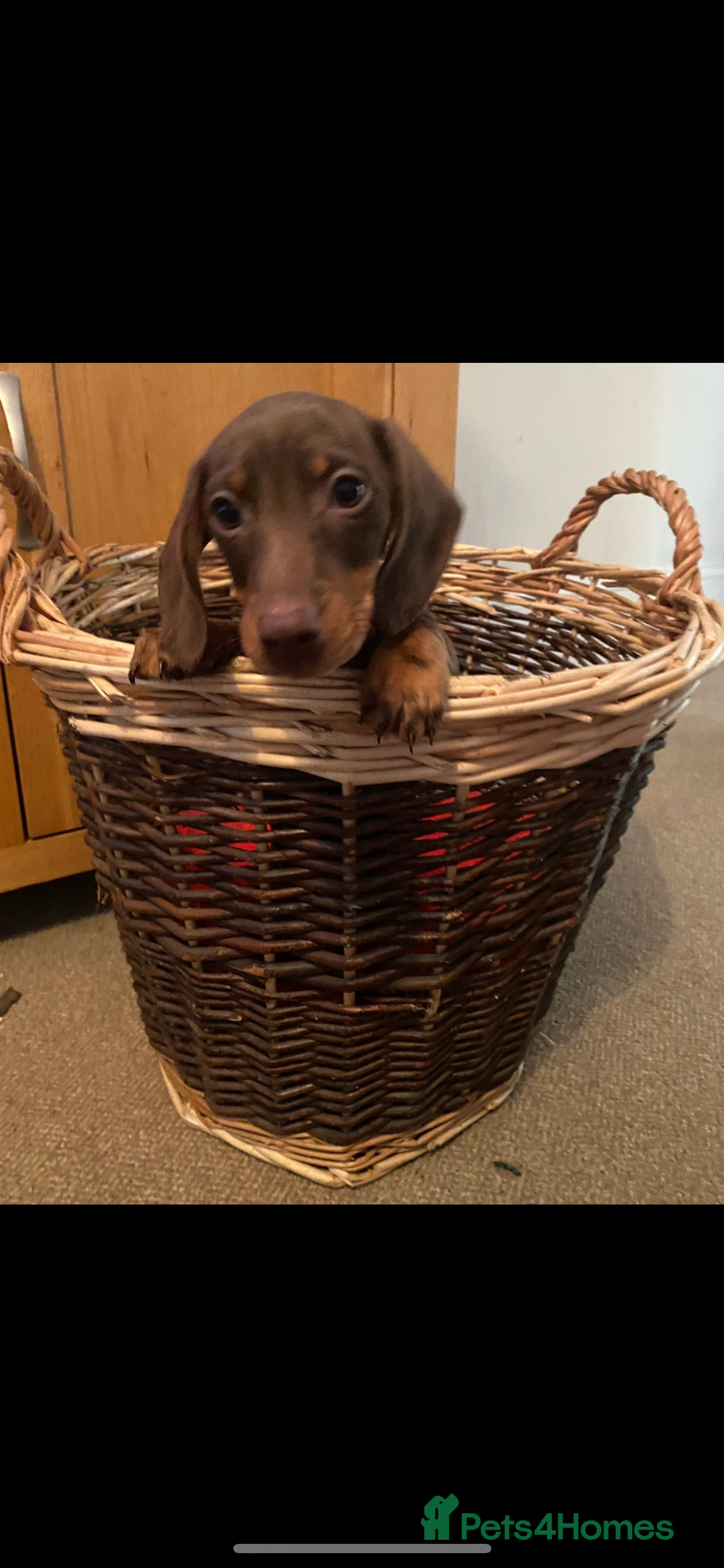 Miniature Dachshund dogs for sale: 3 Chocolate and Tan Kc Parents - Image 5