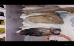 Mixed Breed dogs for sale: 1/2 chihuahua 1/2 french bulldog - Image 6