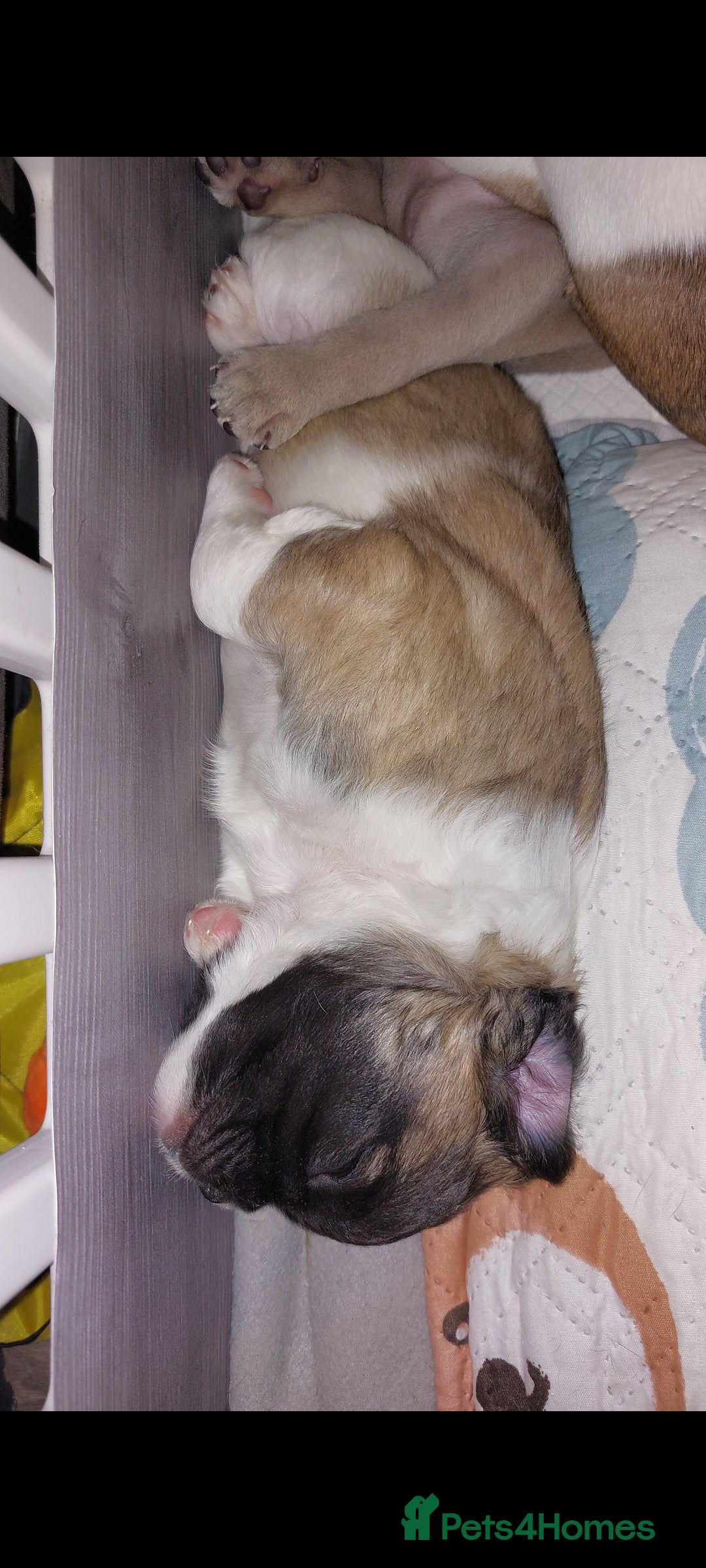 Mixed Breed dogs for sale: 1/2 chihuahua 1/2 french bulldog - Image 6
