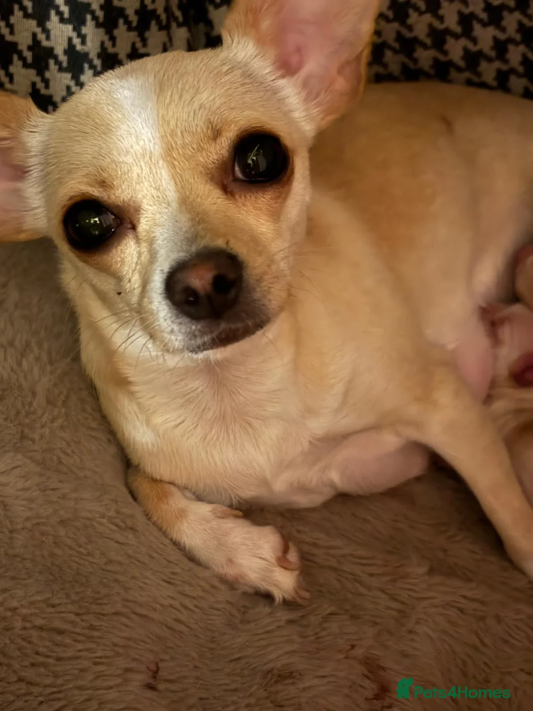 Chihuahua dogs for sale: Male Chihuahua  - Advert 1