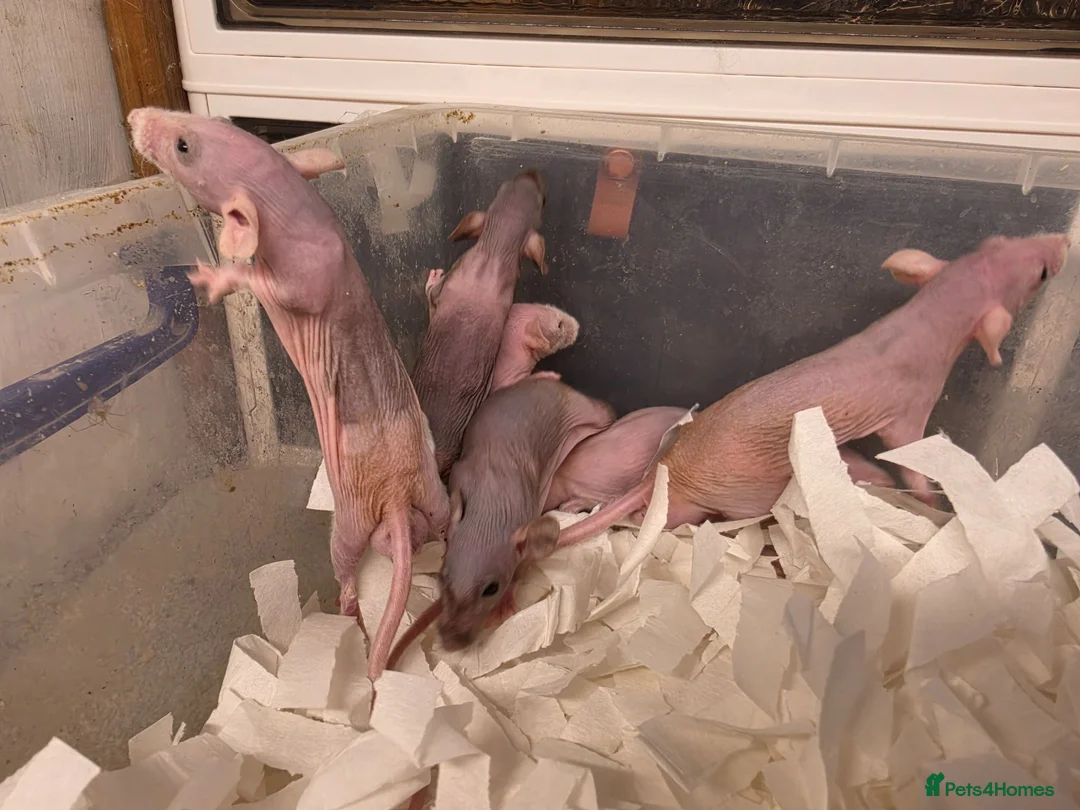Rat rodents for sale: Dwarf Naked Rats in Witham - Advert 1