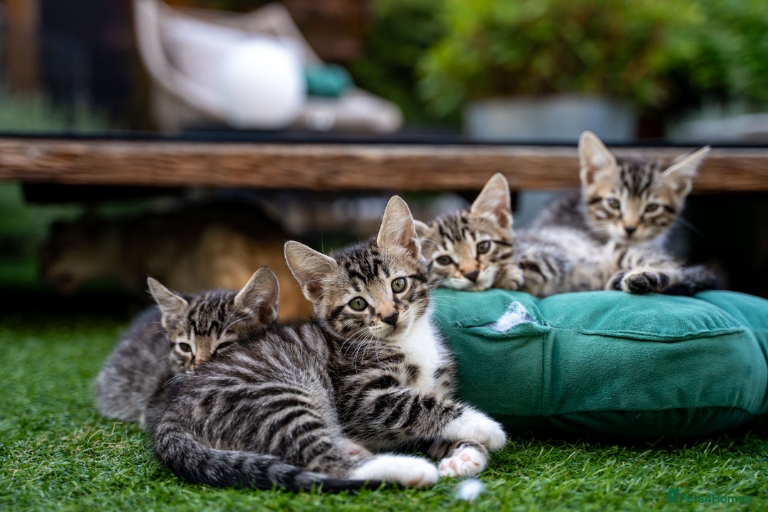 Bengal cats for sale: Gorgeous kittens, Wild-Patterned, Stunning Looks - Image 12