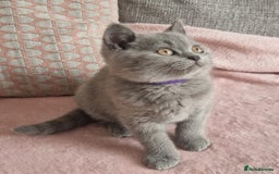 British Shorthair cats for sale: READY NOW, GCCF BLH & PET BSH PEDIGREE KITTENS - Image 7
