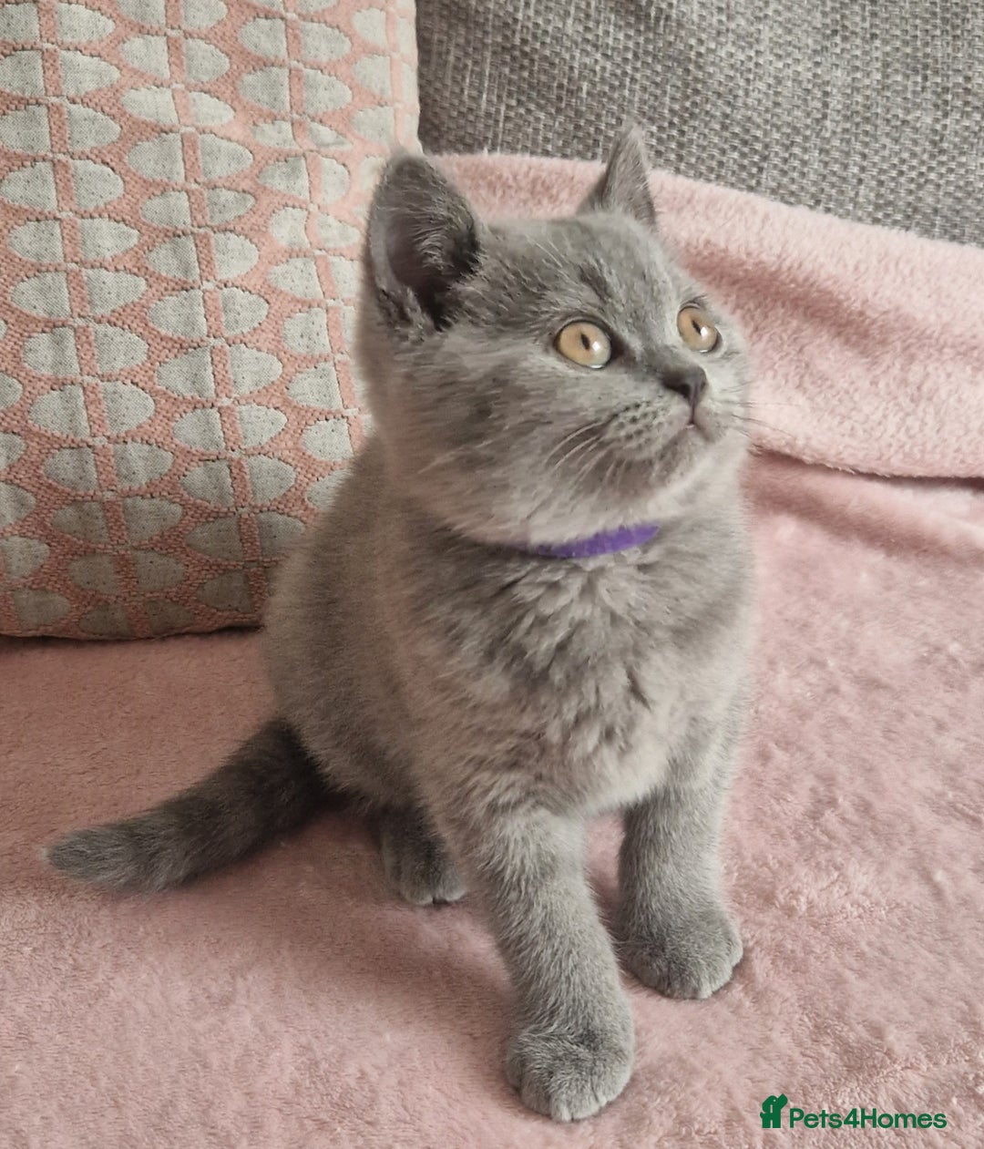 British Shorthair cats for sale: READY NOW, GCCF BLH & PET BSH PEDIGREE KITTENS - Image 7