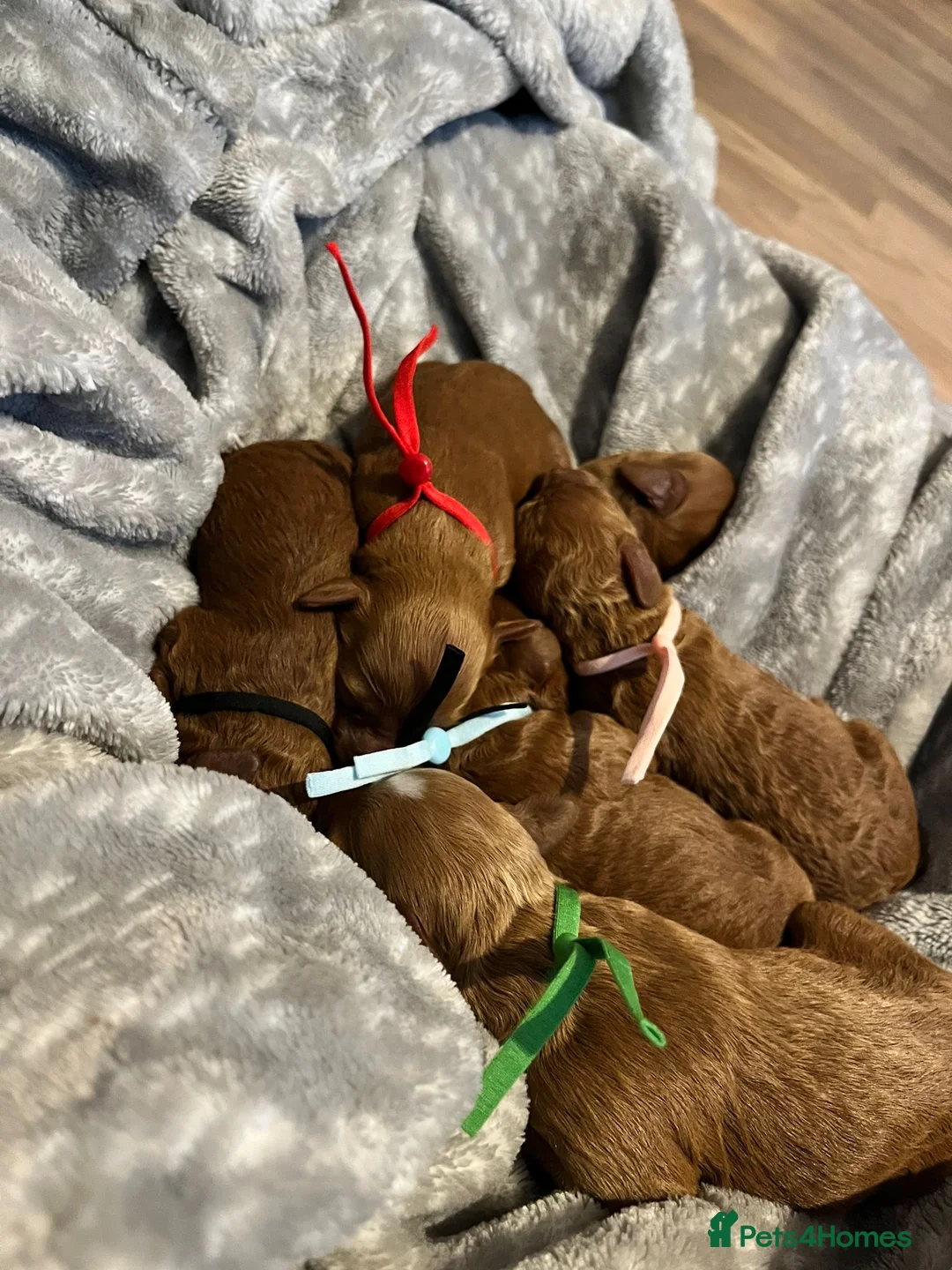 Poodle dogs for stud: Kc health tested fox red toy poodle in Stevenage - Advert 15