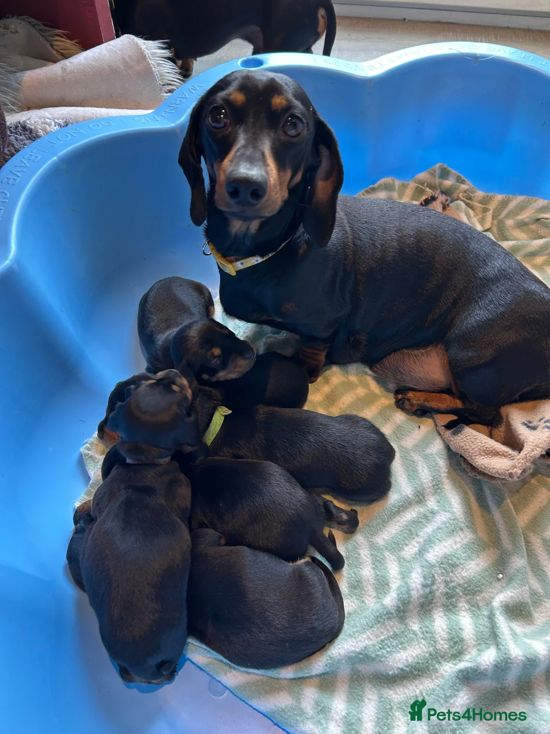 Miniature Dachshund dogs for sale: 6 beautiful KC Mini Dachshunds-fantastic pedigree  - Advert 2