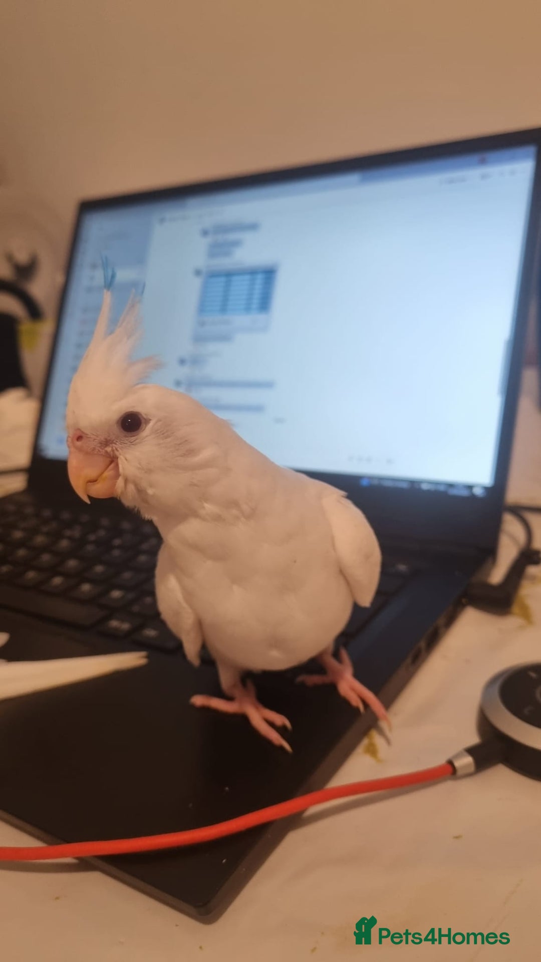 Cockatiels birds for sale: Ultimate cockatiel Albino bundle. - Advert 2