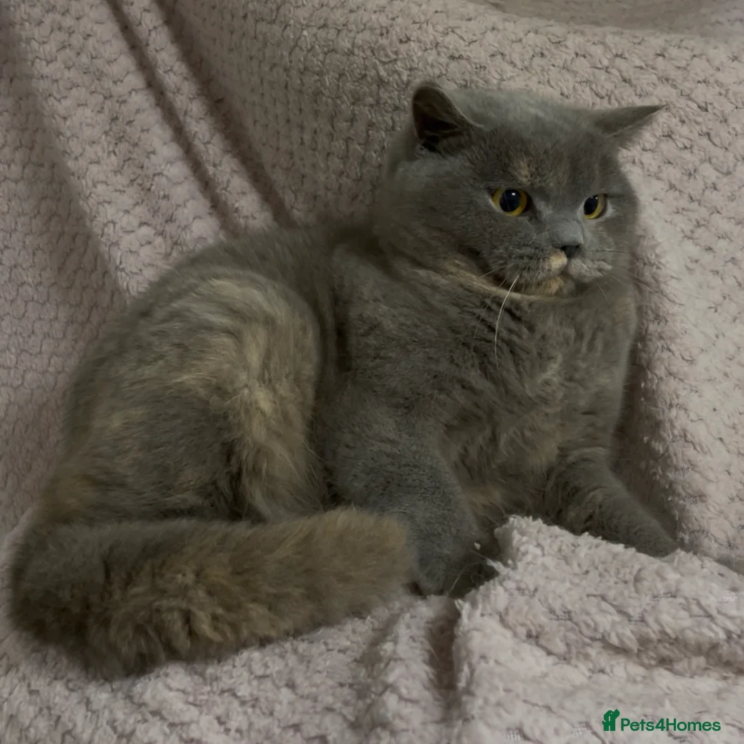 British Shorthair cats for sale: GCCF Registered ACTIVE for breeding Female Kitten  - Advert 2