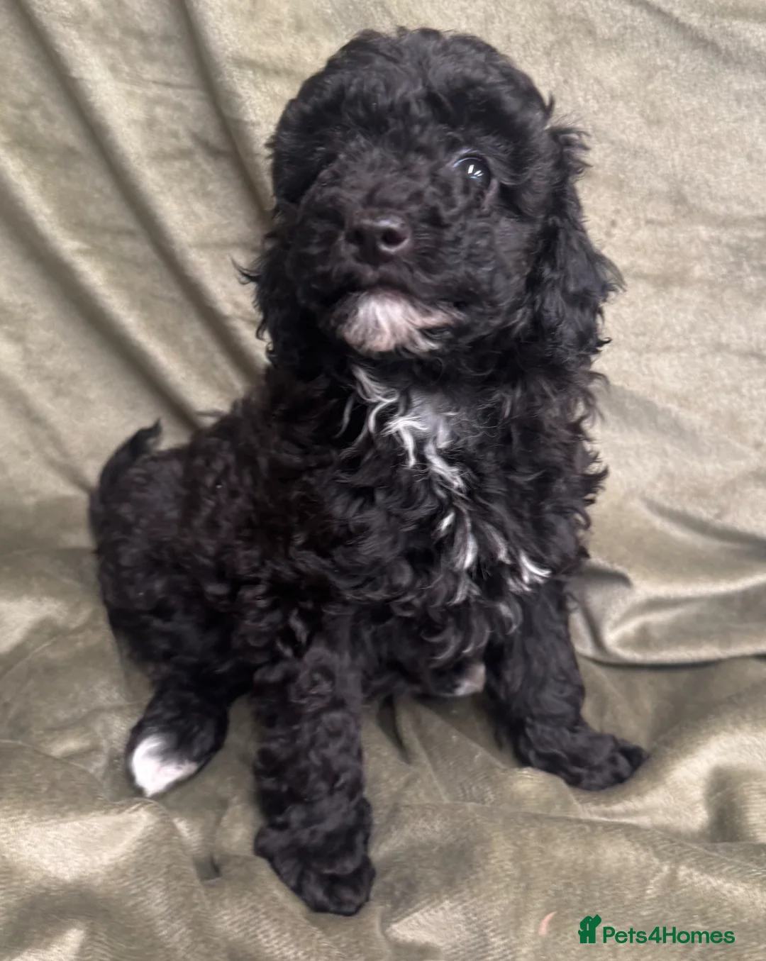 Mixed Breed dogs for sale: Toy x miniature poodles in Robertsbridge - Advert 7