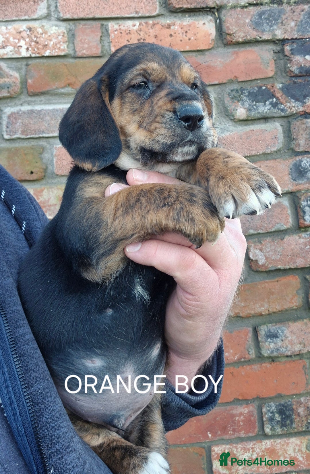 Mixed Breed dogs for sale: Retriever x Basset Hound hybrid Puppies Puppies  - Advert 1