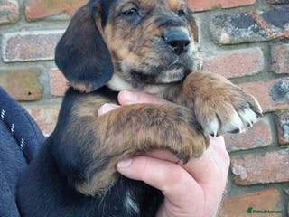 Mixed Breed dogs Retriever x Basset Hound hybrid Puppies Puppies - Advert 12