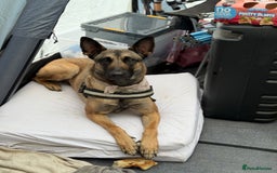 Belgian Shepherd Dog dogs for sale: 3 year old Belgian malinois  - Image 1