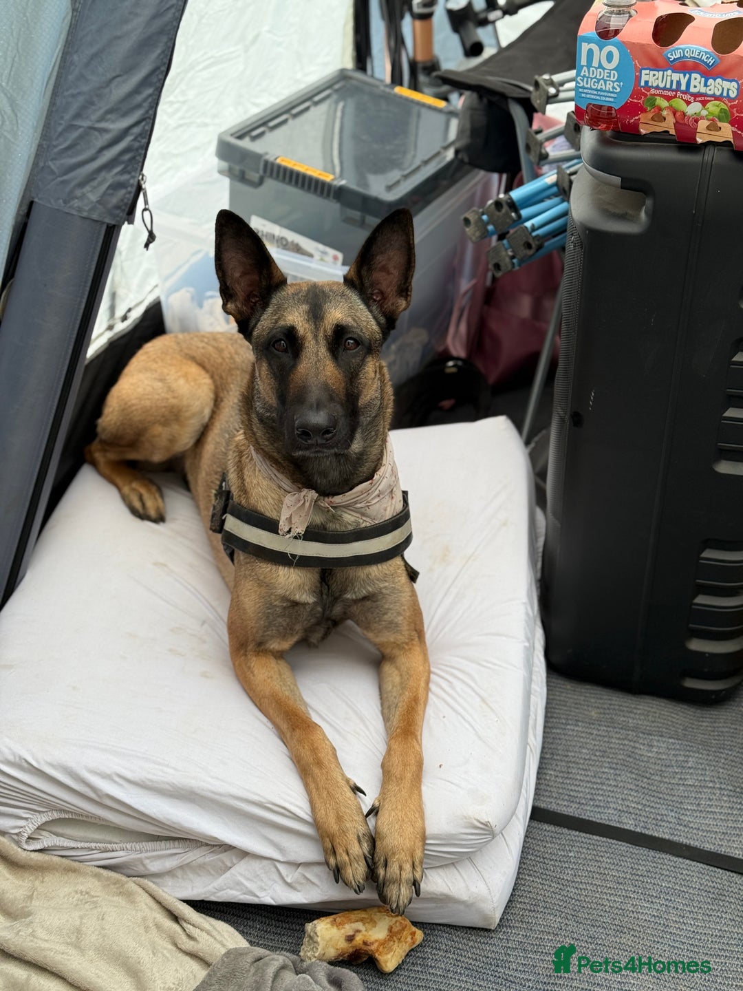 Belgian Shepherd Dog dogs for sale: 3 year old Belgian malinois  - Image 1