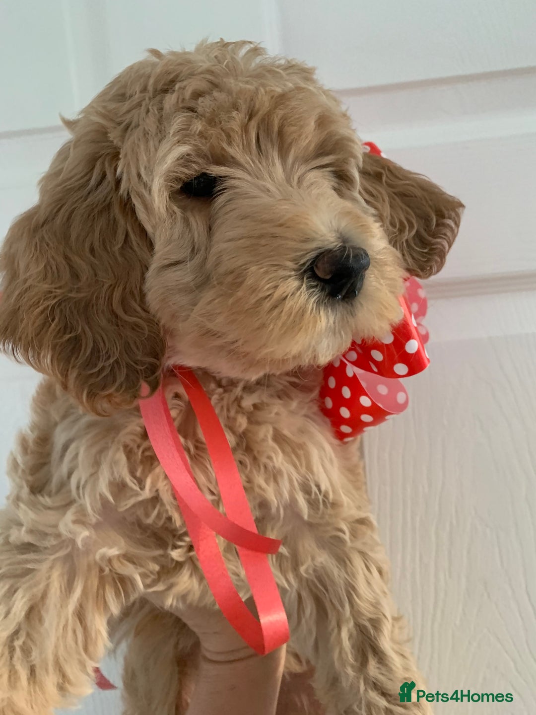 Labradoodle dogs for sale: Waiting List Mini and Medium Doodles - Image 14