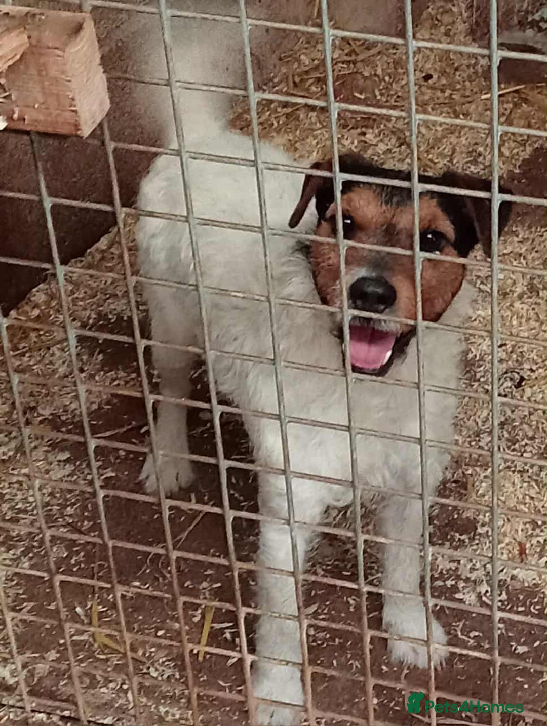 Mixed Breed dogs for sale: Lakeland x Russell terrier puppies  - Advert 5