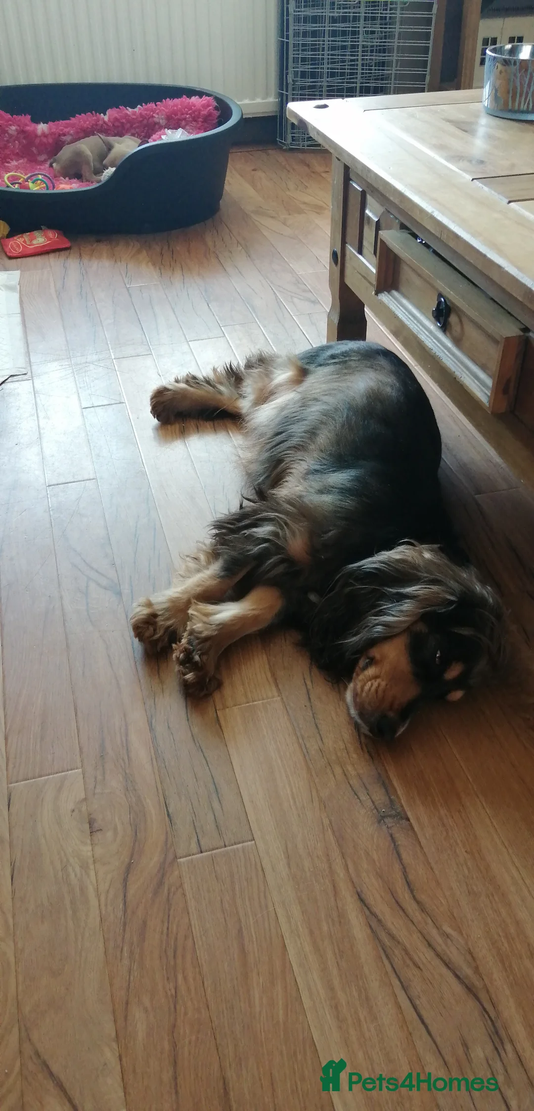 Cocker Spaniel dogs for sale: Cocker spaniel puooys - Advert 22