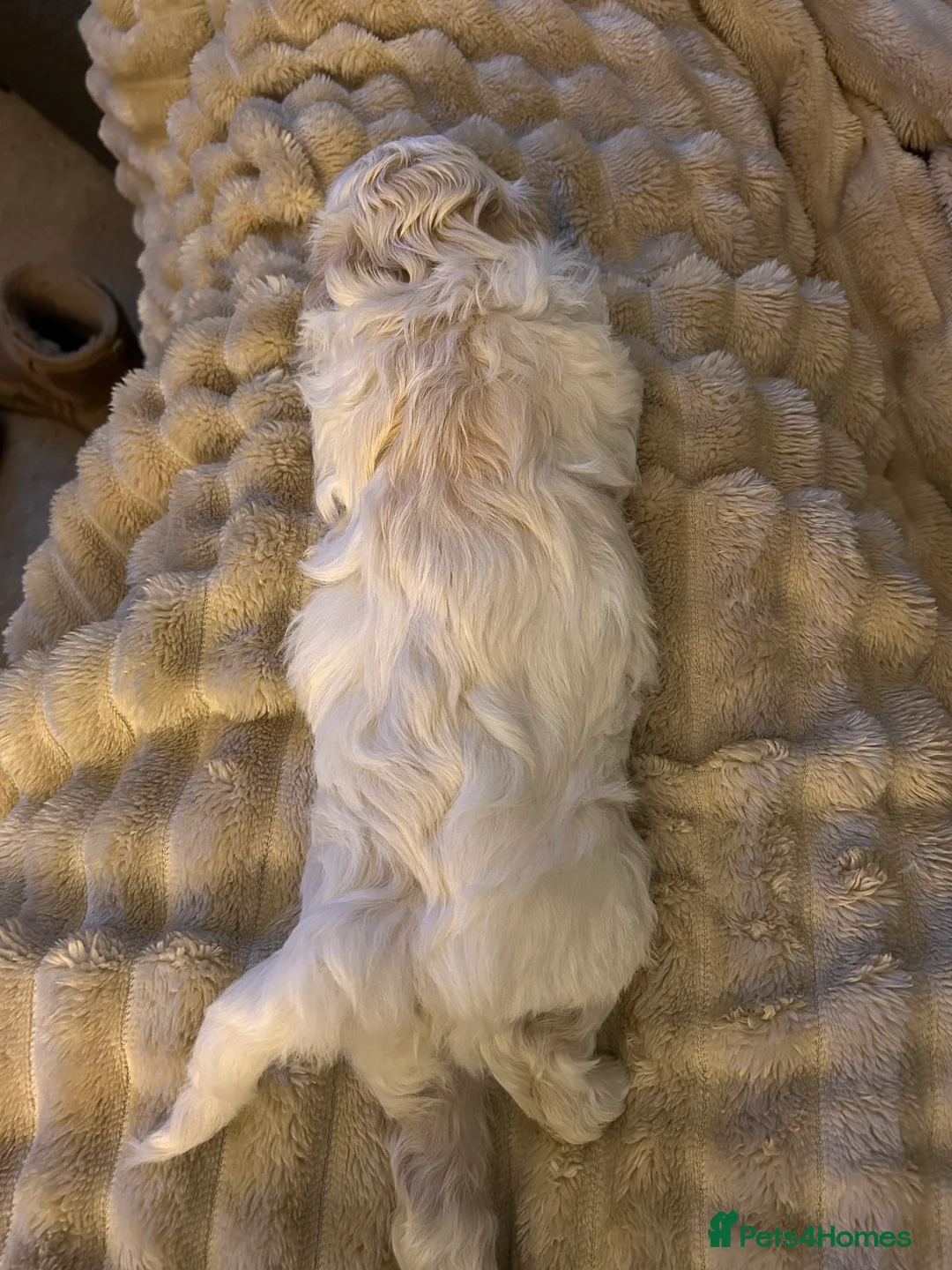 Maltipoo dogs for sale: mini maltipoo male pups, cream and apricot  - Advert 2