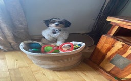 Biewer Terrier dogs for stud: Biewer stud dog ebbw vale  in Ebbw Vale - Image 4