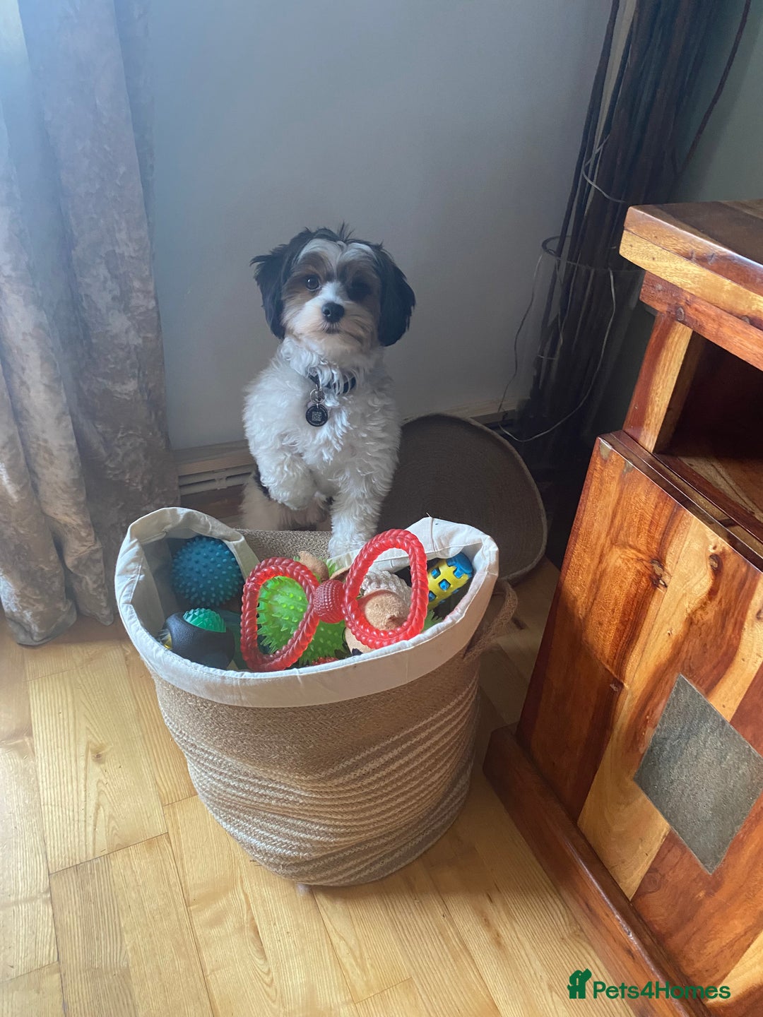 Biewer Terrier dogs for stud: Biewer stud dog ebbw vale  in Ebbw Vale - Image 4