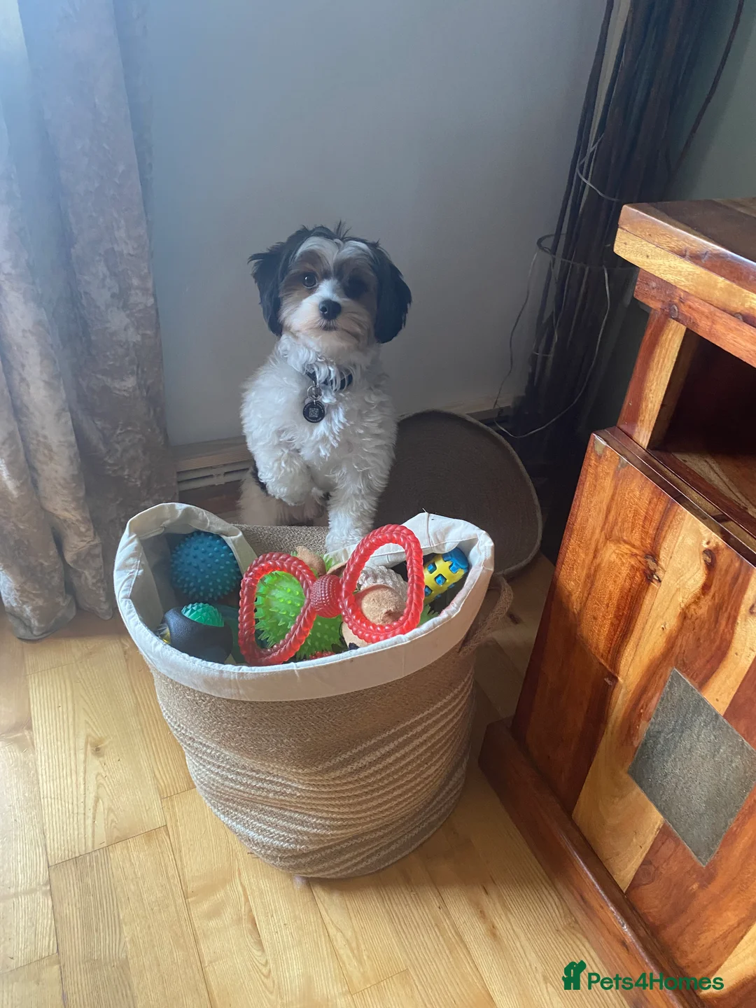 Biewer Terrier dogs for stud: Biewer stud dog ebbw vale  in Ebbw Vale - Advert 4