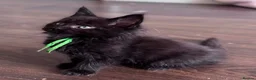 Maine Coon cats for sale: ✨ Maine Coon Kittens – Ready Now💥 in Leeds - Advert 5