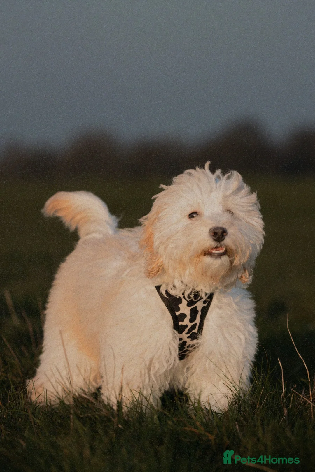 Cockapoo dogs for sale: cockapoo <3 - Advert 8