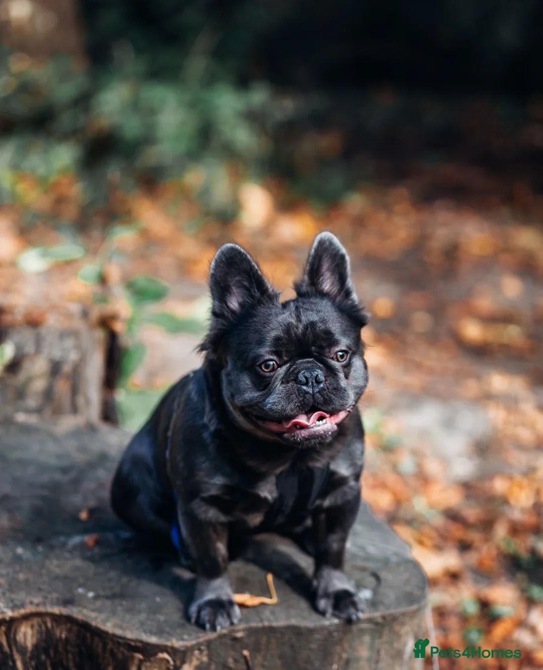 French Bulldog dogs for stud: 🔥🔥 PROVEN L1 & L4 BLUE VISUAL FLUFFY STUD 🔥🔥 in Feltham - Advert 13