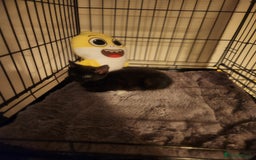 Mixed Breed cats for sale: 4 adorable kittens Grey x1 and Black x3 - Advert 2