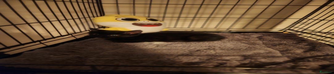 Mixed Breed Kitten 3