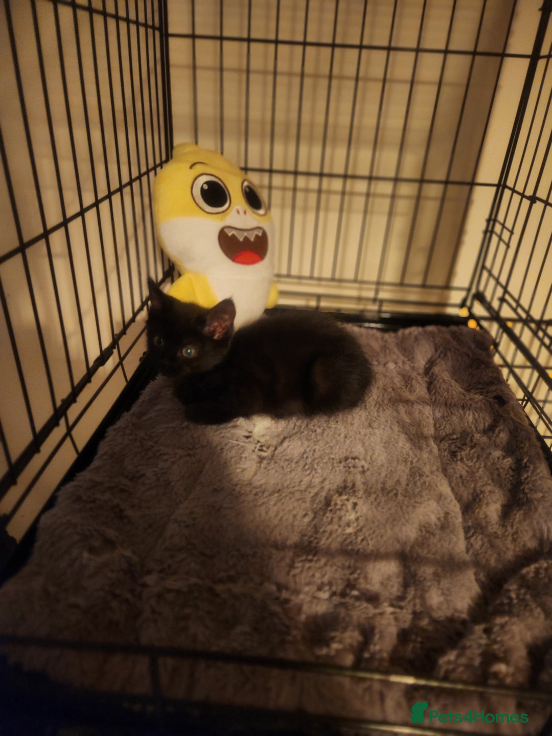 Mixed Breed cats for sale: 4 adorable kittens Grey x1 and Black x3 - Advert 2