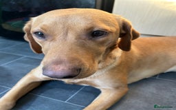 Labrador Retriever dogs for sale: Ref fox lab  - Image 3