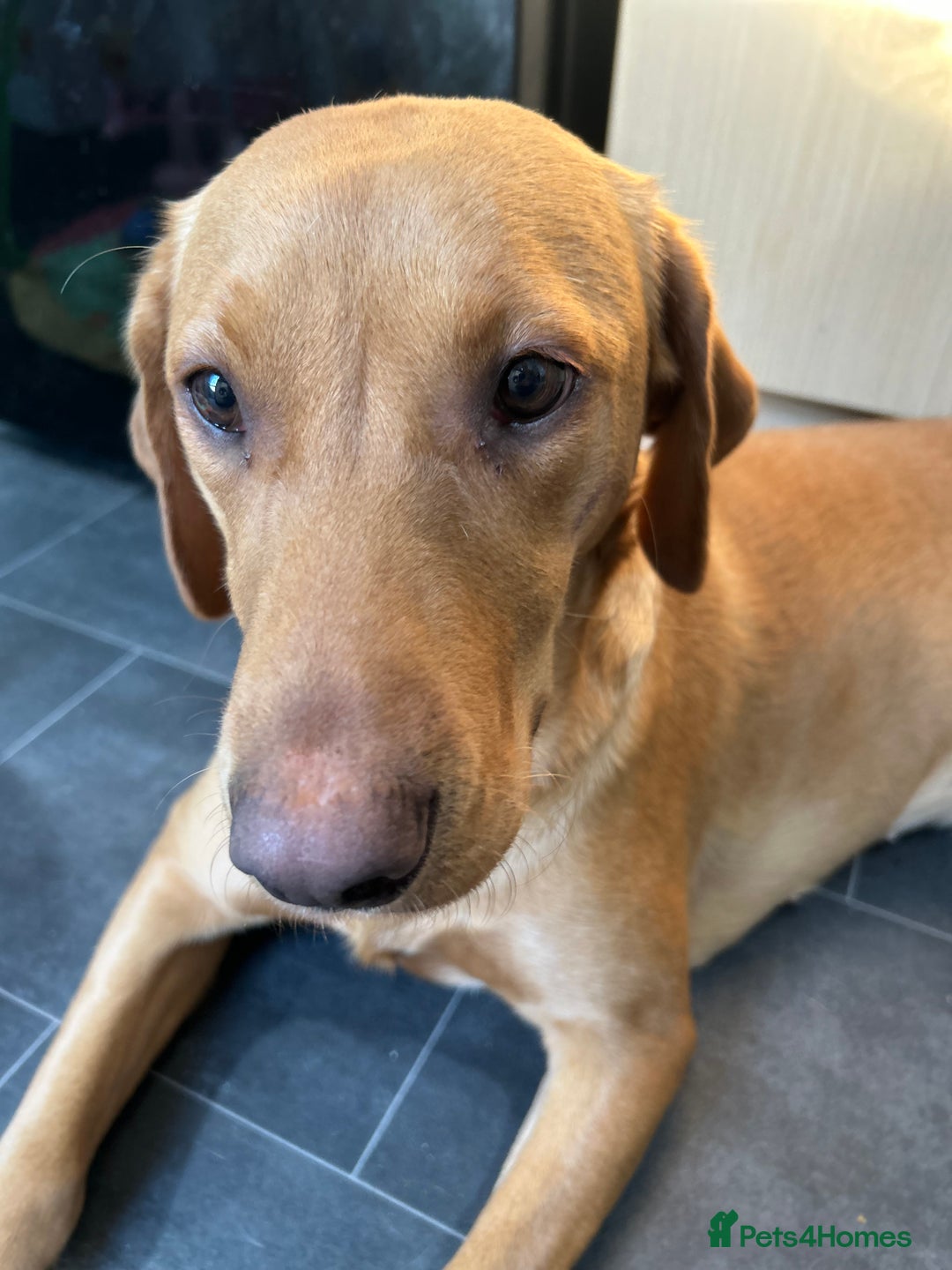 Labrador Retriever dogs for sale: Ref fox lab  - Image 3