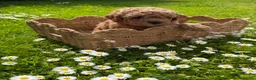 Cockapoo dogs for sale: Wonderful healthy puppies can go to new homes  - Advert 25