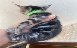Bengal cats for sale: Silver and Brown Pedigree Bengal Kittens For Sale  - Image 14