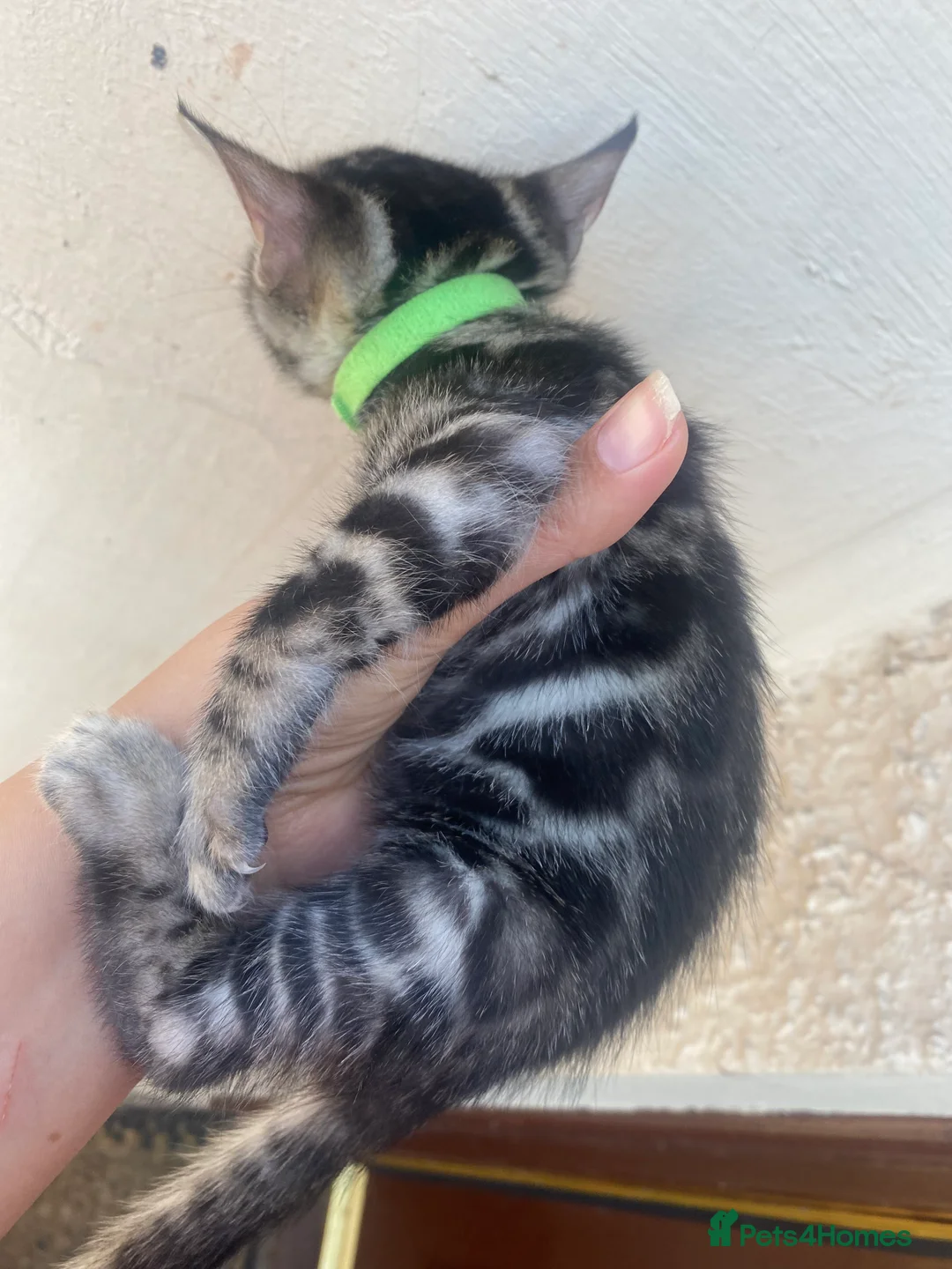 Bengal cats for sale: Silver and Brown Pedigree Bengal Kittens For Sale  - Advert 14