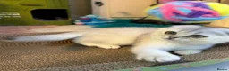 Scottish Fold cats for sale: Adorable Scottish Fold Kitten - Advert 13