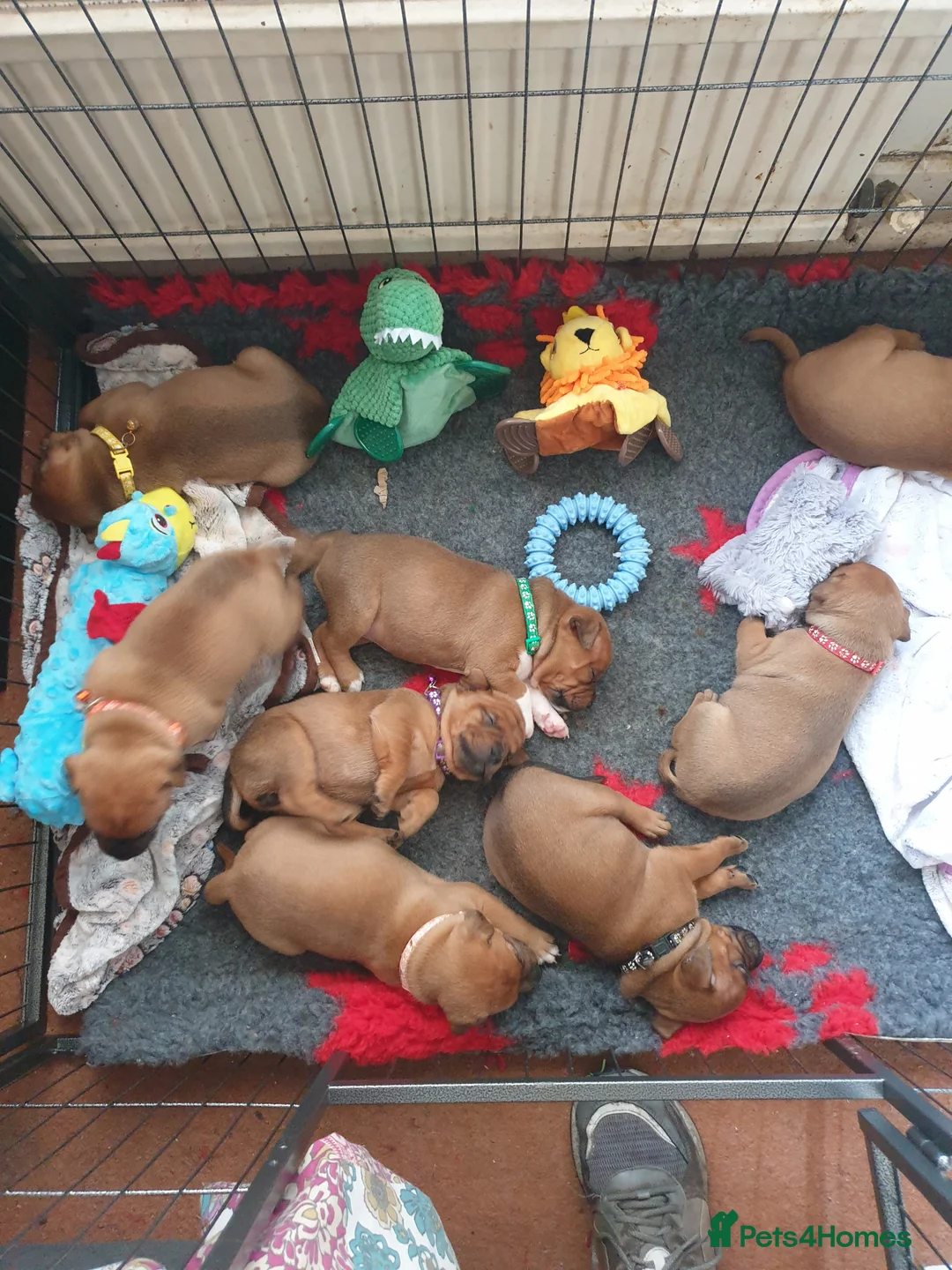 Staffordshire Bull Terrier dogs for stud: 🥨CHIEF CHAMPION SIRED. 🥨🏆  in Rochdale - Advert 4