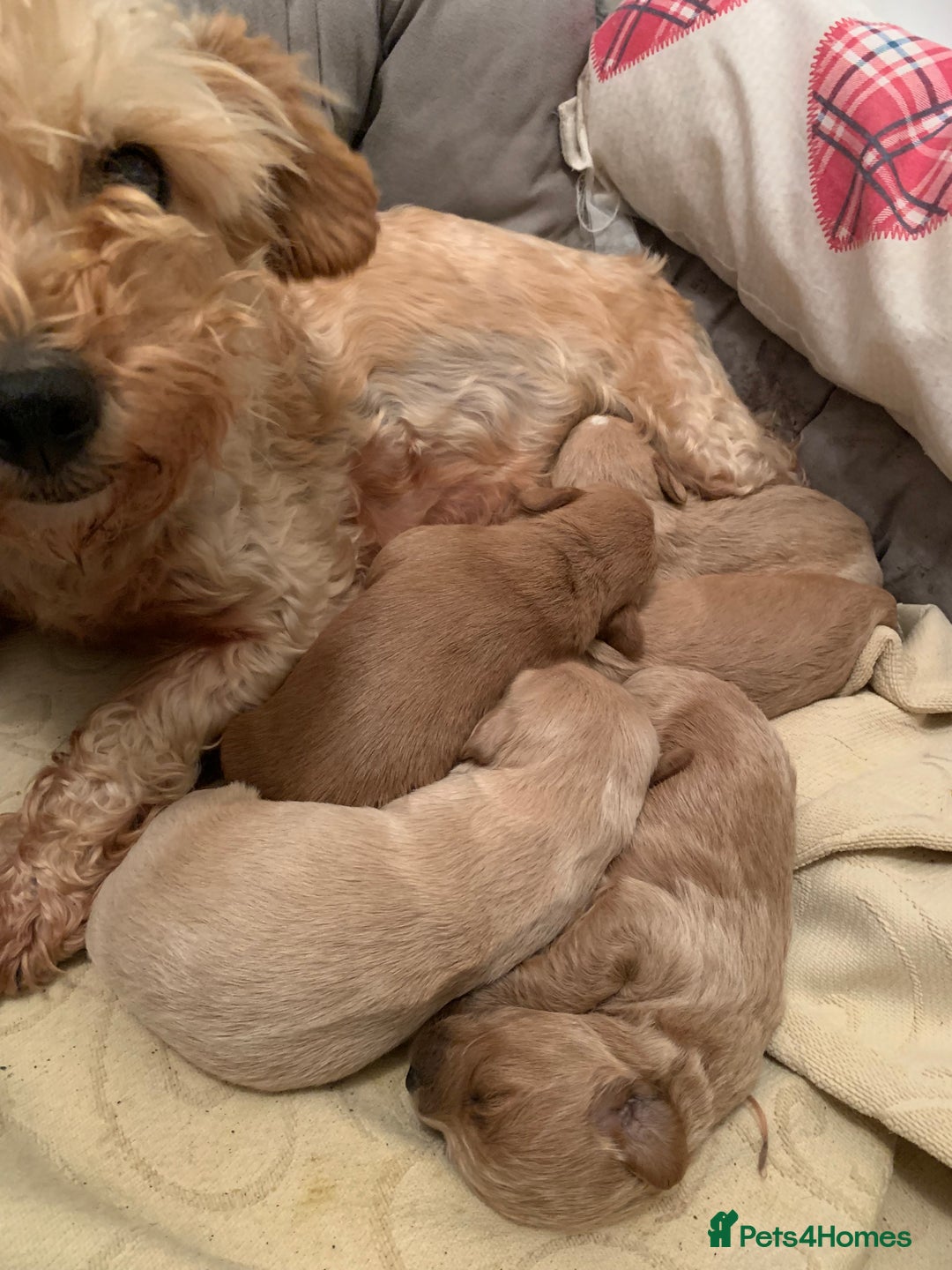 Mixed Breed dogs for sale: Cavapoo/Westiepoo - Advert 20