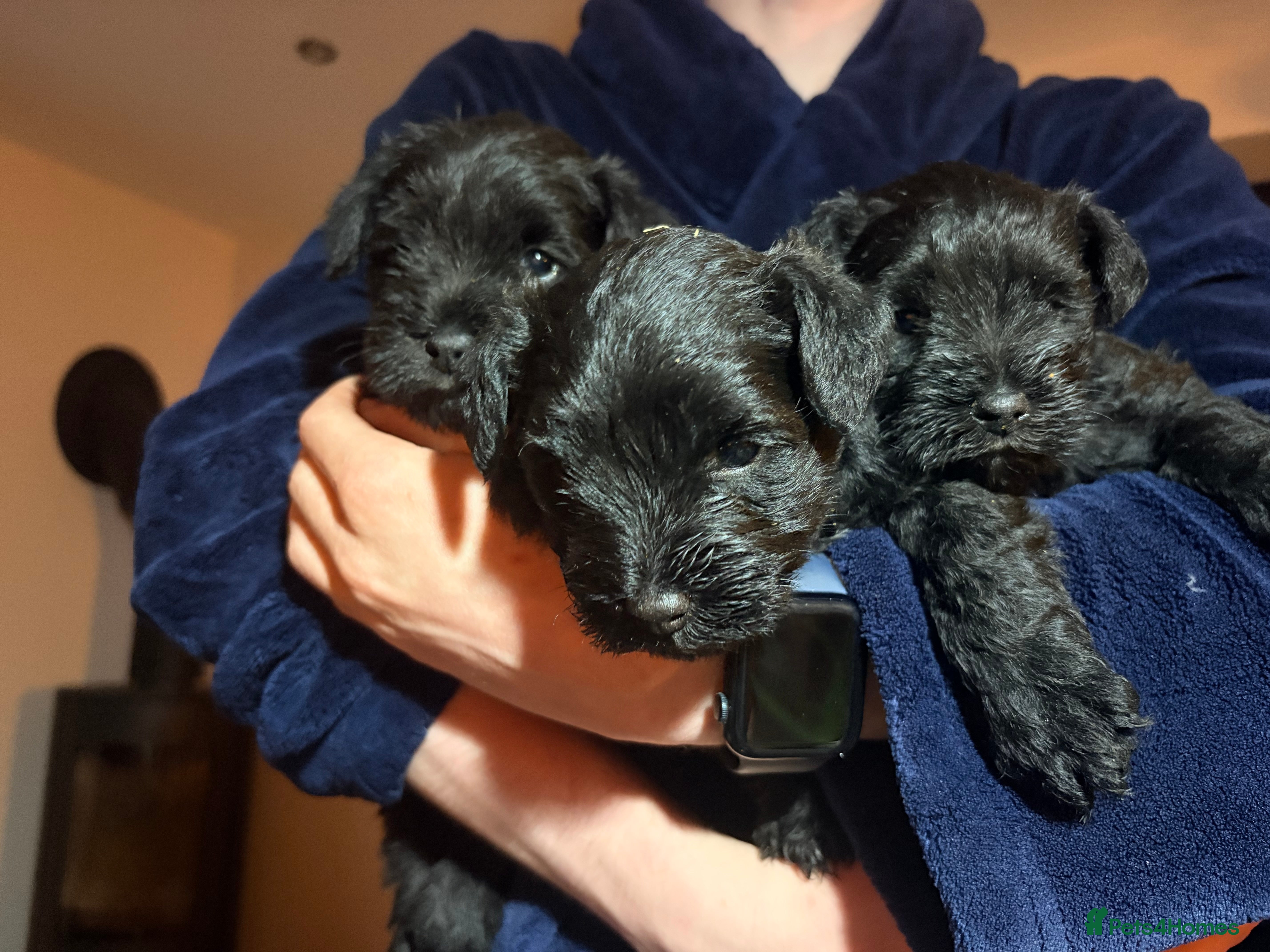Miniature Schnauzer dogs Miniature Schnauzer pups - Advert 1
